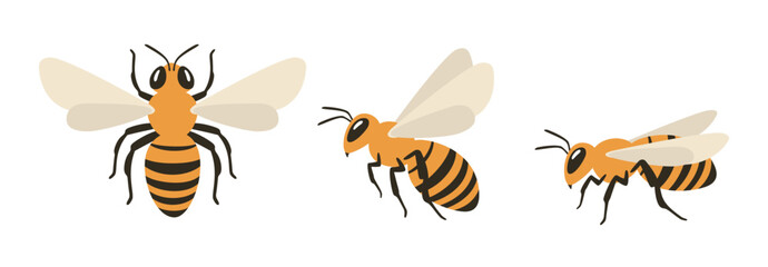 Honey bee illustration set: top view, flying side view, and sitting side view - obrazy, fototapety, plakaty