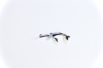 Japanese Cranes on a white background, Hokkaido in Japan　丹頂飛翔　北海道