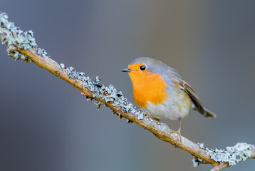 Plump fluffy European robin perched on a tree