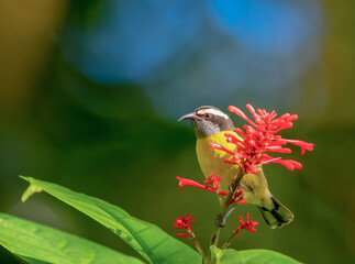 The Bananaquit, Coereba flaveola is sitting on the red flower
