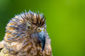 Portrait of a Kea Alpine Parrot in the rain