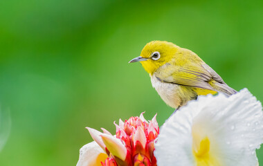 Japanese White eye perched on a flower