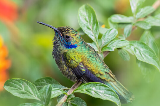 Mexican Violetear Hummingbirds perched on a tree