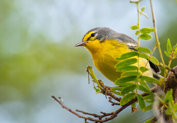 Adelaide Warbler perched on a tree in the forest