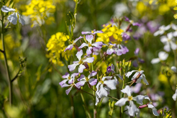 Delicate purple flowers mixed in to a field of canola crop blossoms