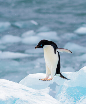 Adelie Penguin learning to fly in Antarctica