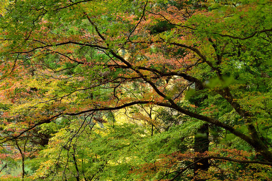 紅葉最盛期、様々な秋もみじの形と色