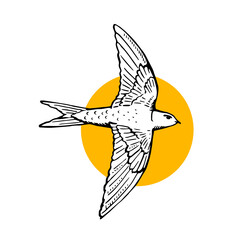 Swift bird flying. Hand drawn illustration. Black line drawing on white background
