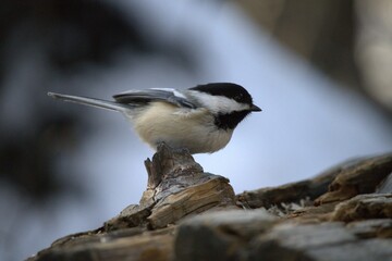 Obraz premium Chickadee befriended on a walk in the forest