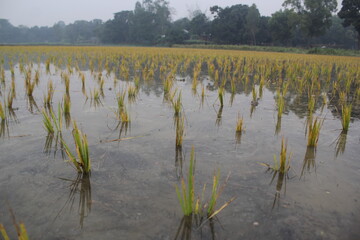 Wet paddy field after planting paddy