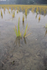 rice plants in the wet rice field