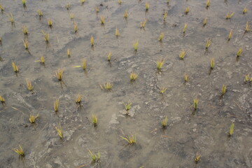 A paddy field after the paddy plants planting