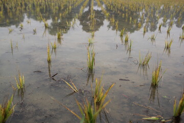Wet paddy field after the rice plant planting