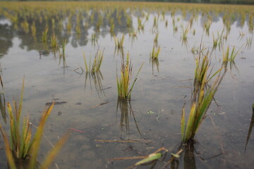 rice plants in the wet rice field