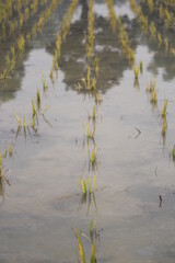 Wet paddy field after the rice plant planting