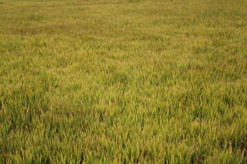 Green paddy plants in the field