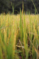 Green rice plants in the rice field