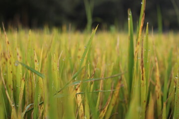 Green rice plants in the rice field
