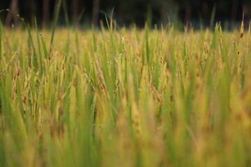 Green rice plants in the rice field