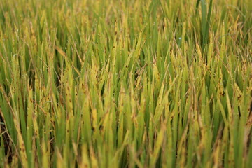 Closeup view of green paddy plants in the field