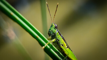 portrait of grashopper on a plant, unfocus with blur backround, bokeh backround.