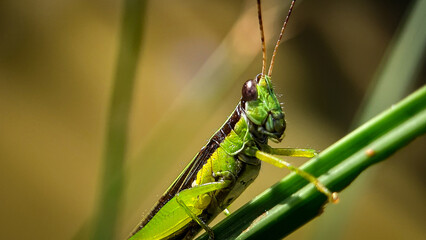 portrait of grashopper on a plant, unfocus with blur backround, bokeh backround.