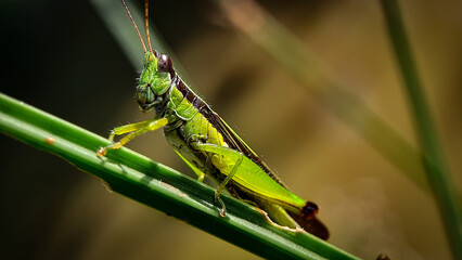 portrait of grashopper on a plant, unfocus with blur backround, bokeh backround.
