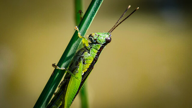 portrait of grashopper on a plant, unfocus with blur backround, bokeh backround.