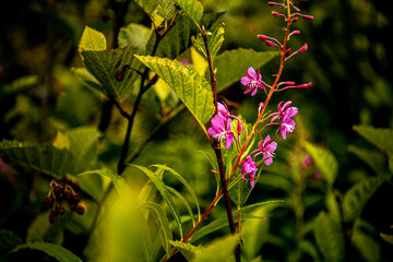 Wildflowers in Alaska