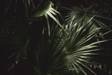 Textura de plantas tropicales
