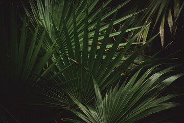 Textura de plantas tropicales