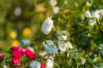Fototapeta premium Floral background with white and red roses.