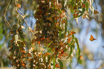 Monarch butterflies cluster in the limbs of majestic Eucalyptus trees, Pismo Beach Grove, California