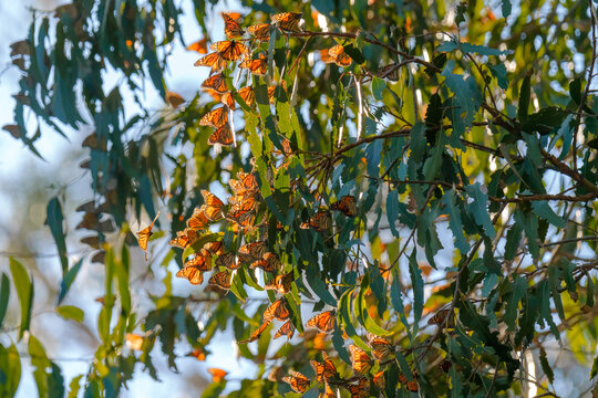 Monarch Butterflies Cluster In The Limbs Of Majestic Eucalyptus Trees, Pismo Beach Grove, California