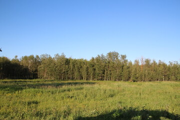 landscape with trees, Elk Island National Park, Alberta