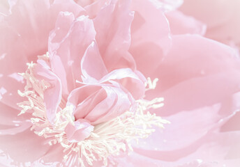 Soft focus, abstract floral background, pale pink peony flower petals