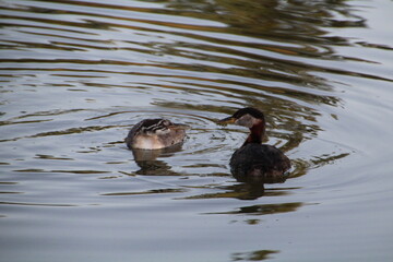 duck and ducklings, Elk Island National Park, Alberta
