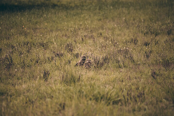 Obraz na płótnie Canvas owls in the grass