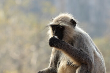 The Langur Monkey at Ranthambore Fort in Rajasthan