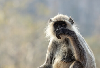 Obraz premium The Langur Monkey at Ranthambore Fort in Rajasthan