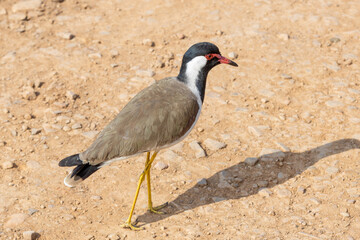 A red wattled lapwing bird walking on the ground at Ranthambore National Park
