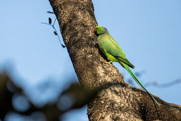 Rose collared Parakeets Perched on tree branch in Ranthambore  National Park