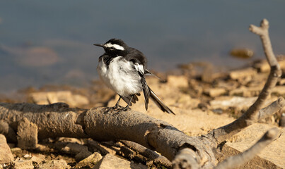 The White Wagtail at Ranthambore National Park, Rajasthan., India