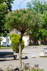 Fototapeta na wymiar Pine standard form in landscape design