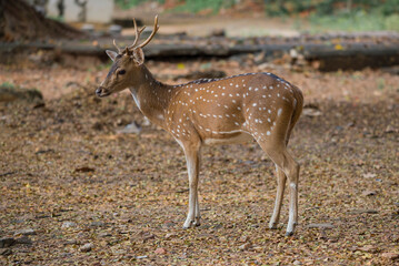 Naklejka na ściany i meble Wild sika deer, on the grounds of the old Fort Frederick, on a sunny day. Trincomalee, Sri Lanka