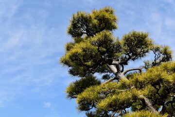 松