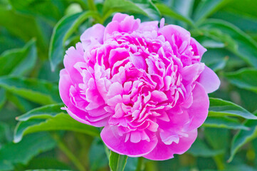 The name of this peony is Sarah Bernhardt.
Scientific name is Paeonia lactiflora.