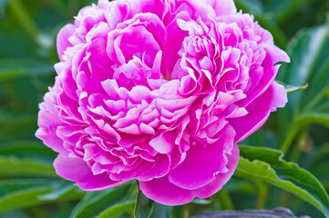 The name of this peony is Sarah Bernhardt.
Scientific name is Paeonia lactiflora.