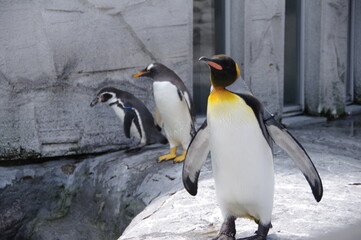 Obraz premium 三兄弟