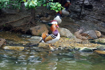 睡蓮の花～日本の風景